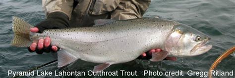 Lahontan Cutthroat Trout – Western Native Trout Initiative