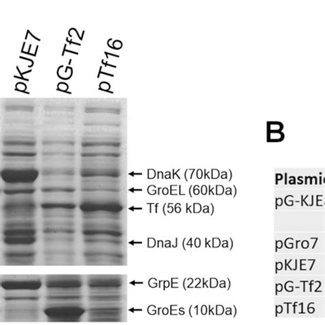 a Gel staining for SDS-PAGE of lysates from E. coli BL21 (DE3)... | Download Scientific Diagram