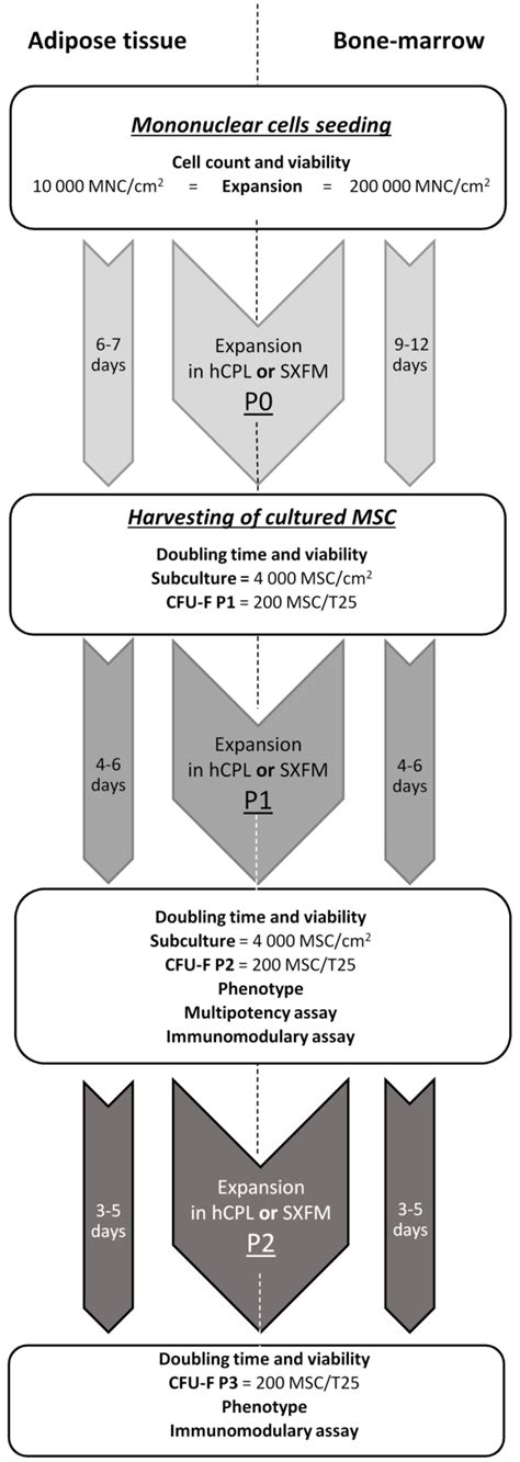 Mscs Isolation And Production Flow Chart Diagram Of Production And Download Scientific