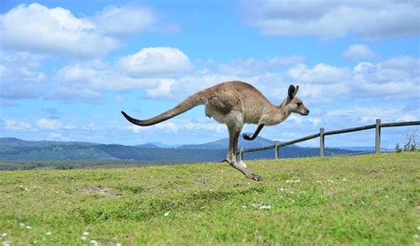 Animals That Hop