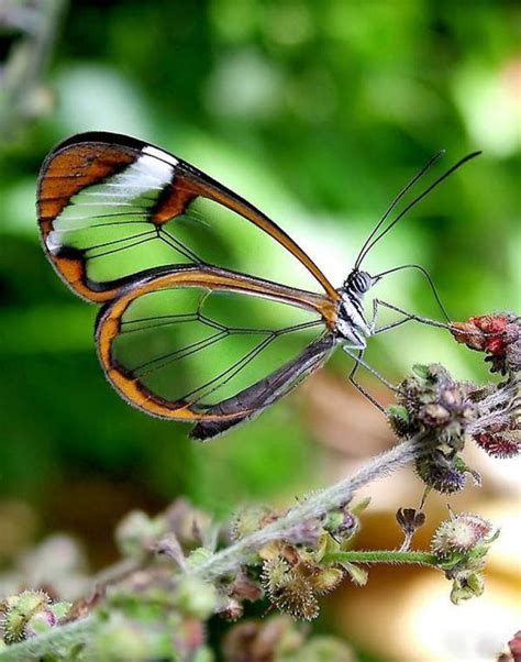 Fotos Impressionantes Da Borboleta Transparente Fotos Mdig