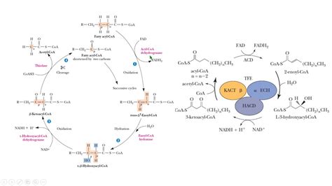 Beta Oxidaci N Oxidation Lipid Biochemistry Bioqu Mica Fatty Youtube