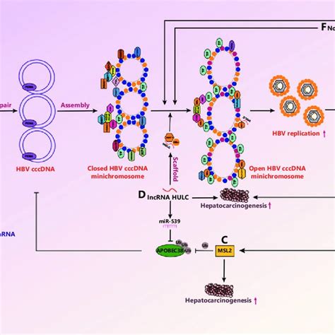 Composition Of The Hbv Cccdna Minichromosome In The Nucleus Hbv