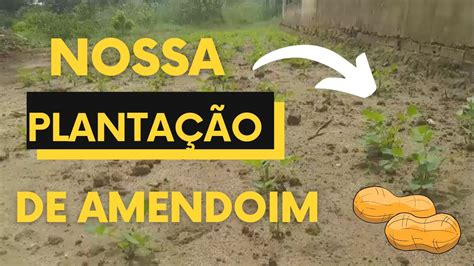 Veja Como Est Ficando Nossa Planta O De Amendoim Est Ficando