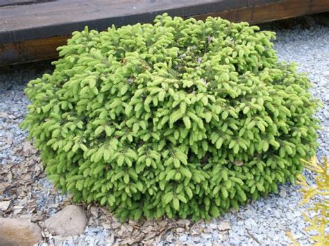 Ель обыкновенная Нидиформис (Abies Nidiformis) | Купить в интернет ...