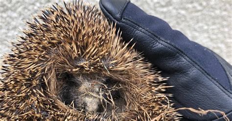 Mettmann Polizistin rettet Igel an der Berliner Straße