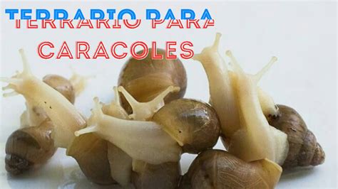 Como Hacer Terrario Para CARACOLES CRAFTS FOR LPS YouTube