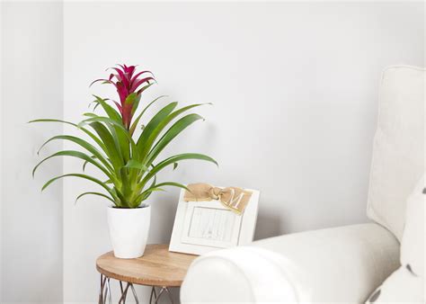 Indoor Plants For Low Light Rooms Shelly Lighting