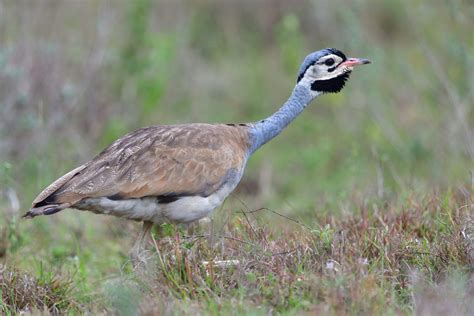 White Bellied Bustard Holmen Birding Safaris