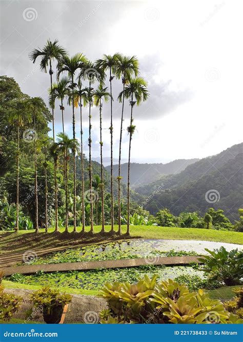 Panoramic View of Tropical Vegetation in the Botanical Garden in ...