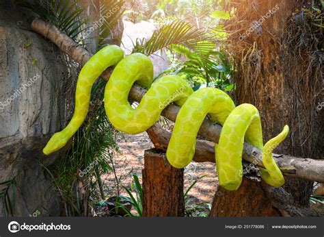 Green Boa Constrictor