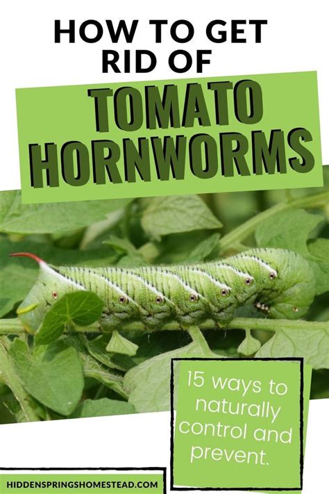 10 Ways To Naturally Control Tomato Hornworms Tomatoes Plants Problems Tomato Hornworm