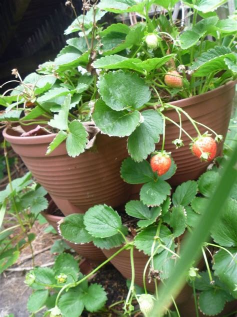 Effective Vertical Gardens Stack A Pot The Owner Builder Network