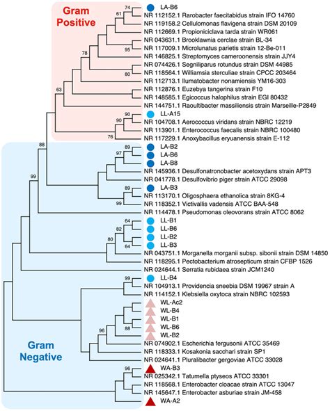 Phylogenetic tree of bacteria species identified in the intestine of ...