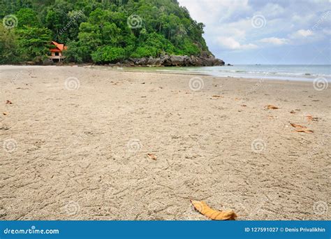 Ghost Crab Or Sand Crab Burrows On The Beach Stock Image - Image of ...