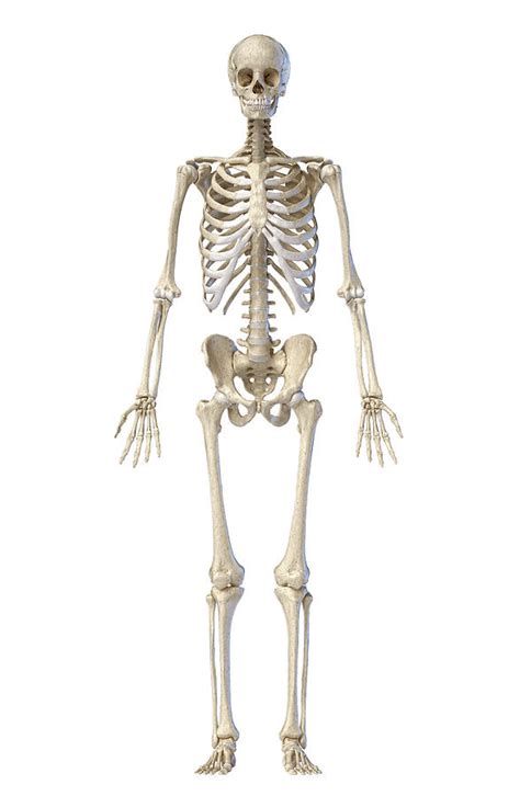 Real Human Skeleton Full Body