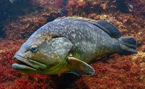 Dusky Grouper Epinephelus Marginatus Stock Photo Image Of Deserted