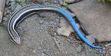 Western Skink Facts and Pictures | Reptile Fact