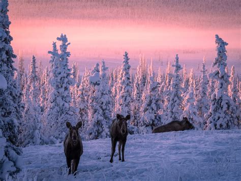 Last Frontier Wildlife - Sometimes You Don't Even Hear Them Sneak Up