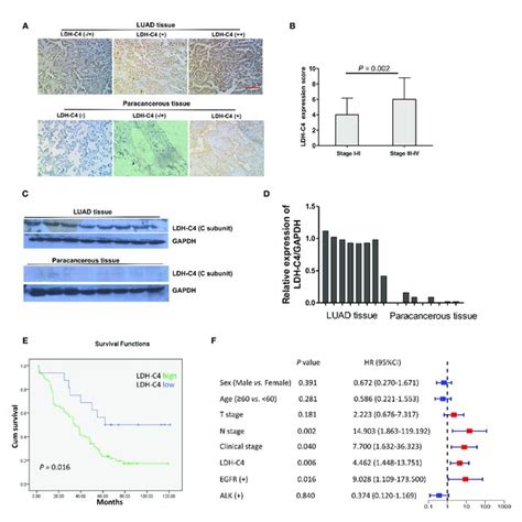 Flowchart Of Research Design Ihc Immunohistochemistry Qrt Pcr