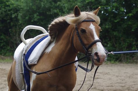 Ferme équestre pédagogique de Chantaigut Cheval référence