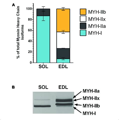 Myosin Heavy Chains Myh Isoform Expression In Muscle Tissue Total Download Scientific