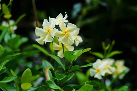 How to Grow Asiatic Jasmine | Gardener’s Path