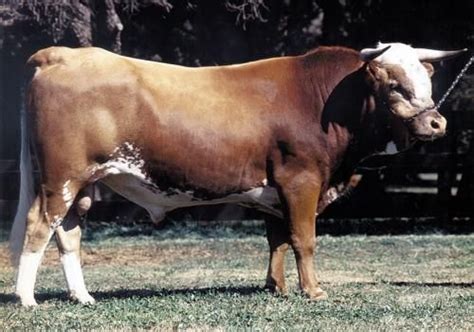 Criollo Argentino Cattle Criollo Breeds