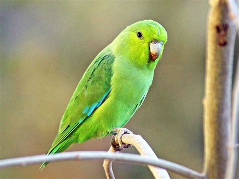 Mexican Parrotlet - eBird