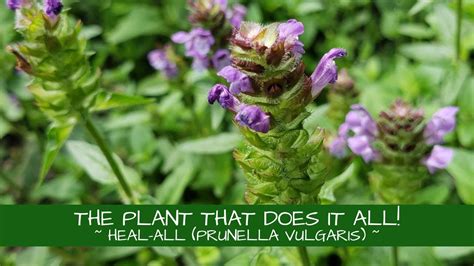 This Plant Really Does It All Heal All Prunella Vulgaris YouTube