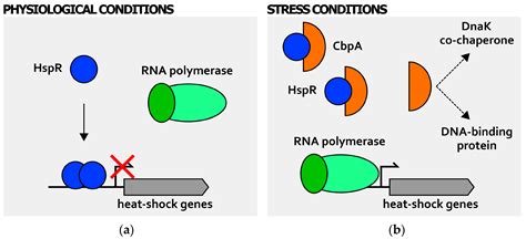 In The Diagram Below Showing Bacterial Rna Polymerase What Is Indicated By The Circle And Arrow