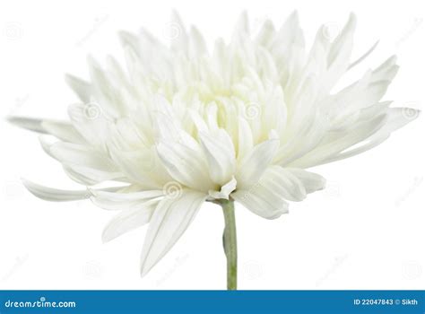 White Chrysanthemum Flower Stock Image Image Of Botany 22047843