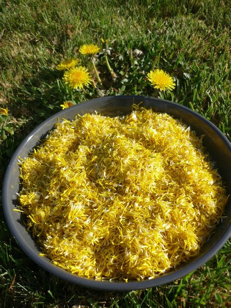 Cest De Saison La Confiture De Fleurs De Pissenlit Ou Cramaillote