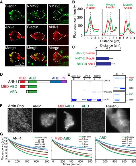 Anillin Regulates Neuronal Migration And Neurite Growth By Linking RhoG