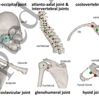visualization  joint positions   head  neck skeleton newly