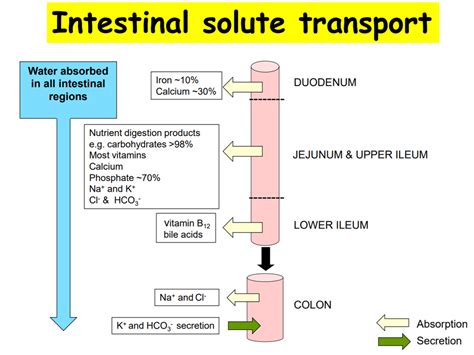 37 Digestion And Absorption Diagram Quizlet