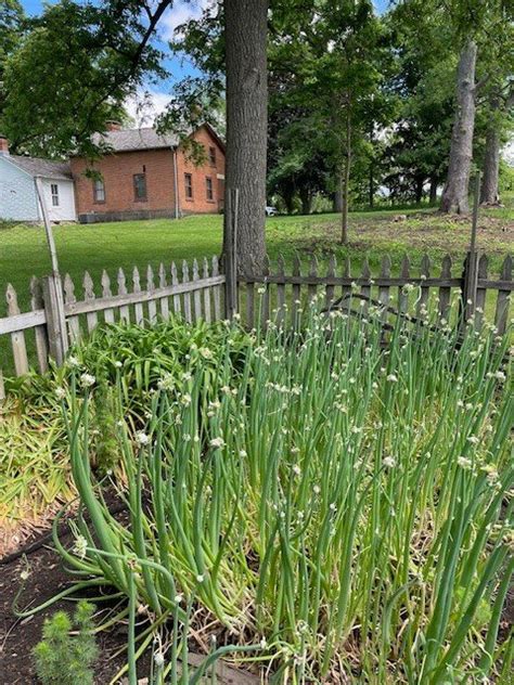 Walking Onions — Preservation Partners Of The Fox Valley