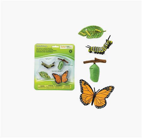 Metamorphosis The Eggs Caterpillar Chrysalis — I Do Art