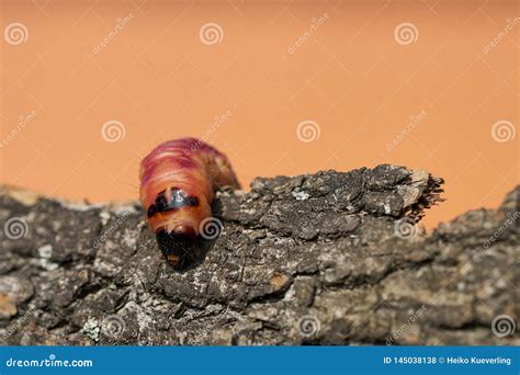 Larva Of A Goat Moth On The Bark Of A Tree Royalty-Free Stock Photo ...