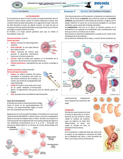 Embrio Trabajo La Fecundacin Es El Momento En Que Se Unen El Ovulo Y