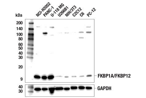 FKBP1A FKBP12 E8H7Y Rabbit MAb Cell Signaling Technology