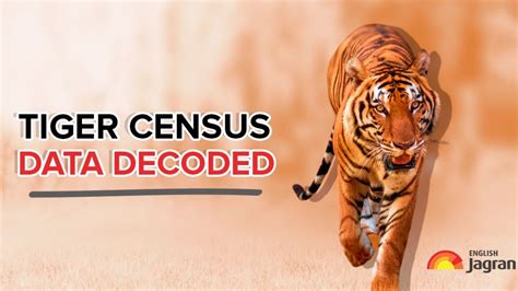 Tigers In India With 24 Surge Tiger Population Touches Milestone Of