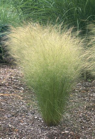 ГАРДЕН ПЛАНТС | GARDEN PLANTS