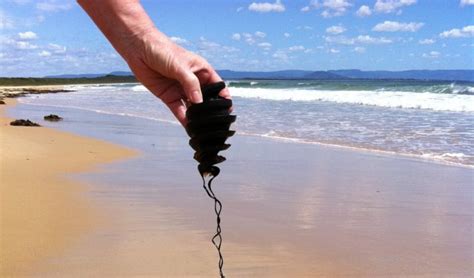 The weird world of shark eggs - Australian Geographic