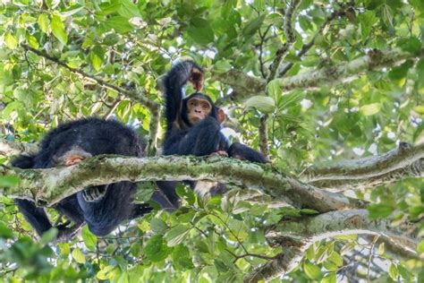 Day Chimpanzee Trekking Safari In Kibale Forest Uganda Lifetime