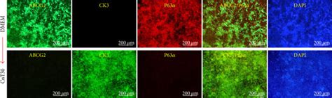 Differentiation Of Abcg Abcb Lescs Into Corneal Epithelial Cells