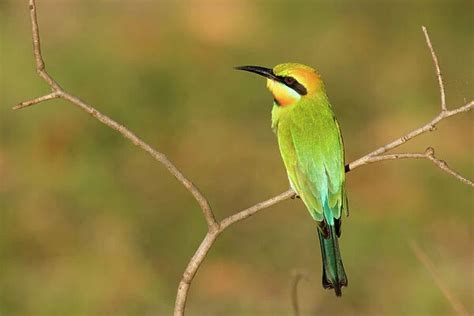 Rainbow Bee Eater (Bee Eaters, Coraciiformes, Birds)