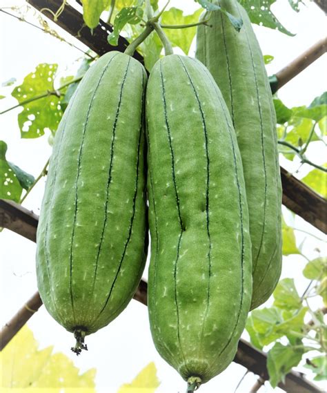 Luffa Sponge Gourd Seeds Luffa Cylindrica B47 Etsy