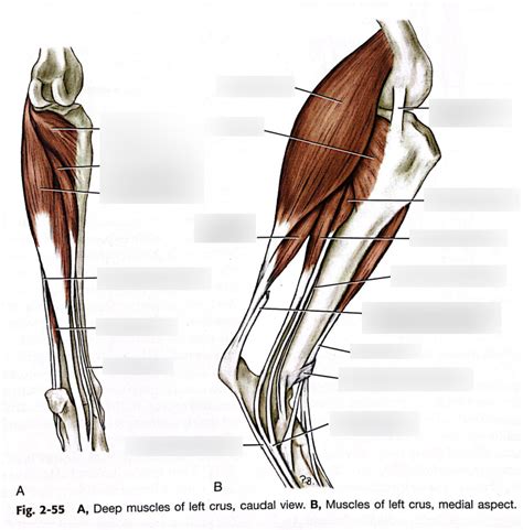 DotD Muscles Deep Muscles Of The Left Crus Caudal And Medial