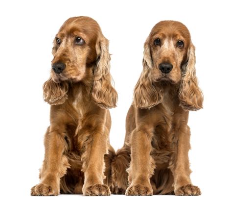 Premium Photo Two English Cocker Spaniels Sitting